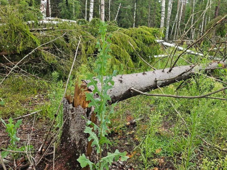 Более 400 случаев лесоизменений выявлено в Нижегородской области с помощью искусственного интеллекта в рамках проекта «Цифровой лес»
